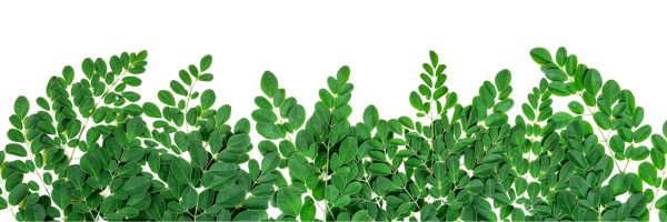 organo moringa powder (1)